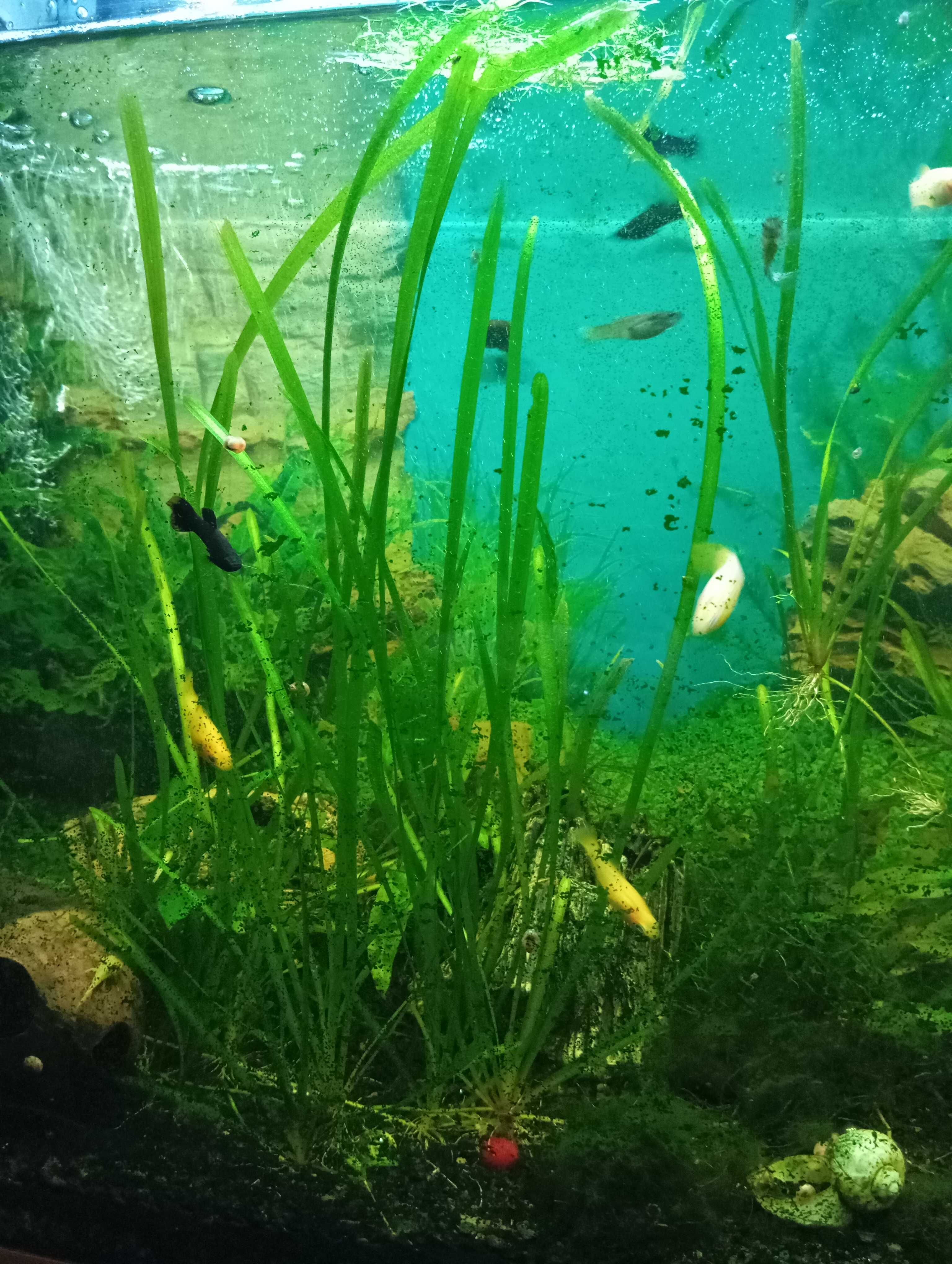 Mech wgłębka wodna i Java moss,  nurzaniec sprzedaż lub zamiana