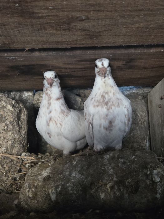 Pombos Cambalhota Portugues– Boa Genética, Casais ou Unidade