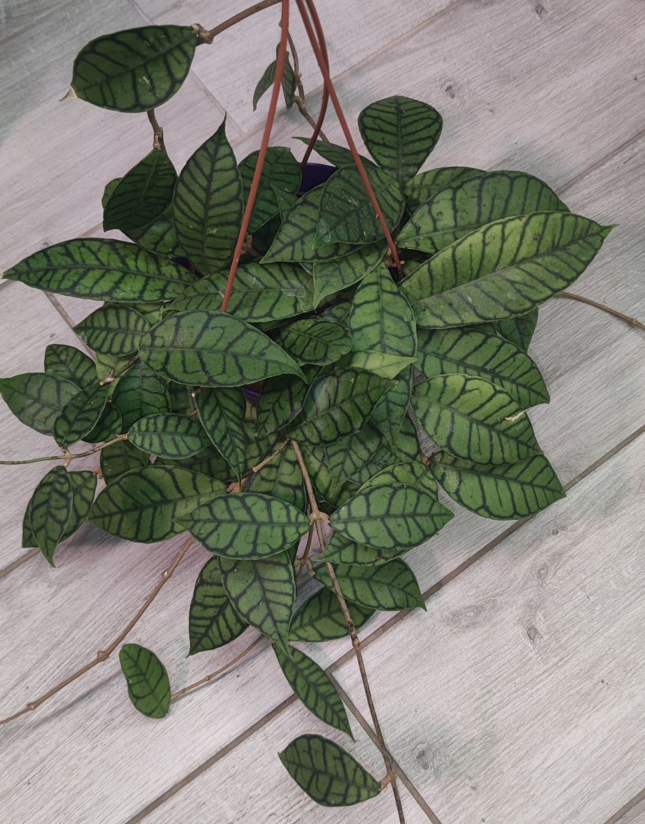 Хойя Hoya Linearis, Dischidia Lancifolia та ін.