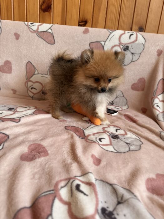 Szpic miniaturowy pomeranian