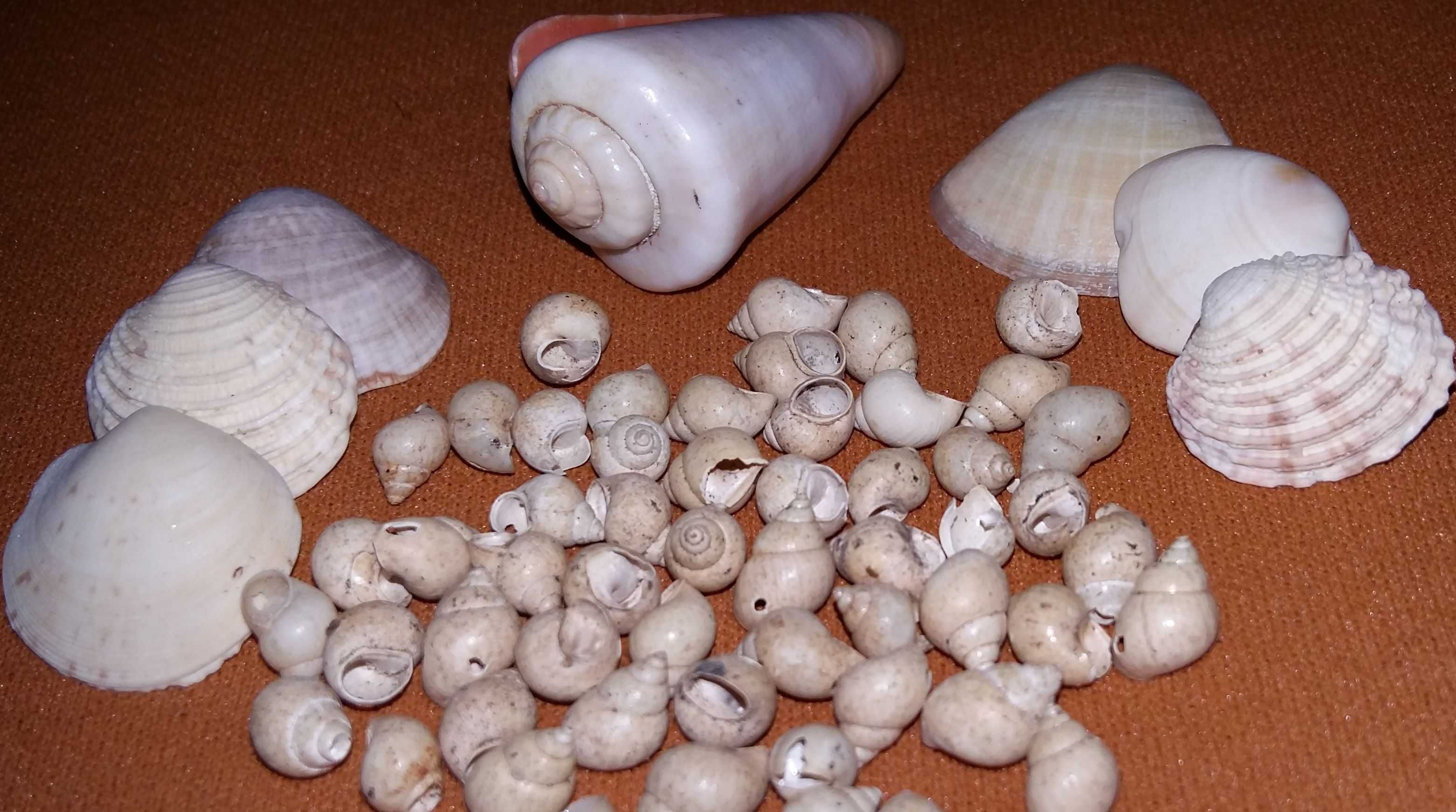 Muszla stożka Conus Kintoki .Muszelki naturalne, morskie.