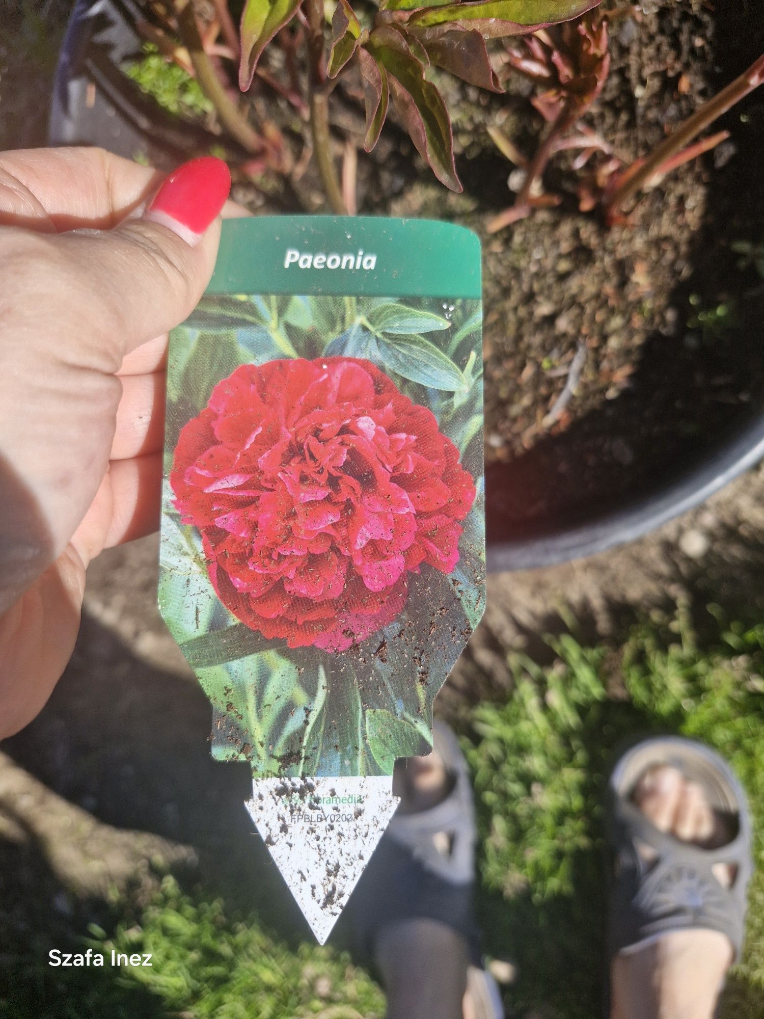 Piwonia mix kolor