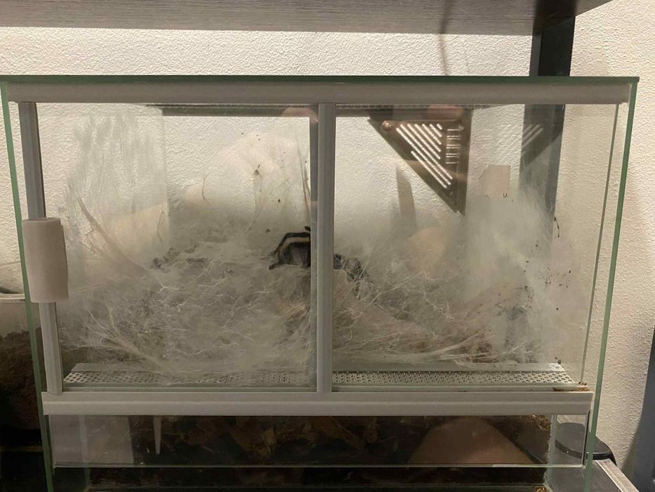 Ptasznik. Chromaptopelma cynaoupobensens wraz z terrarium