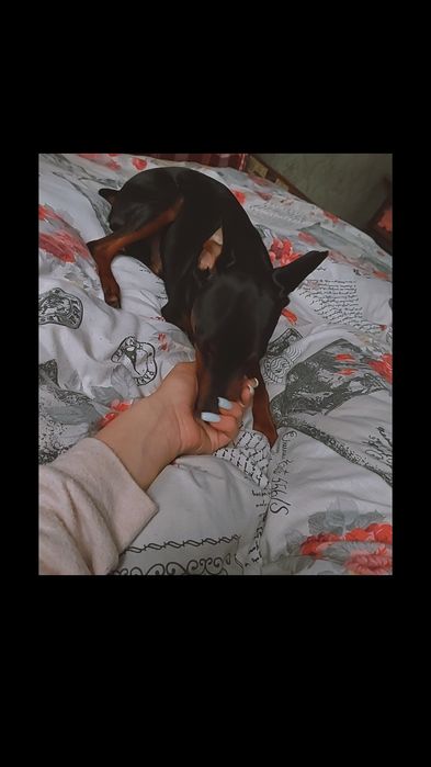 Вязка Цвенгерпінчер доберман