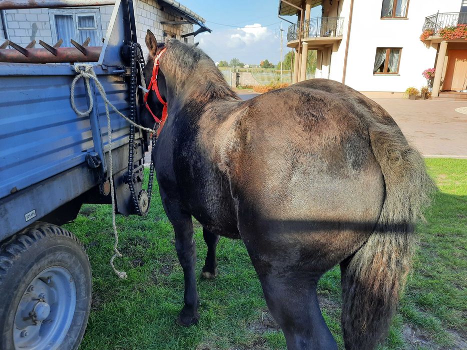 Źrebica zimnokrwista kara 9 miesięcy