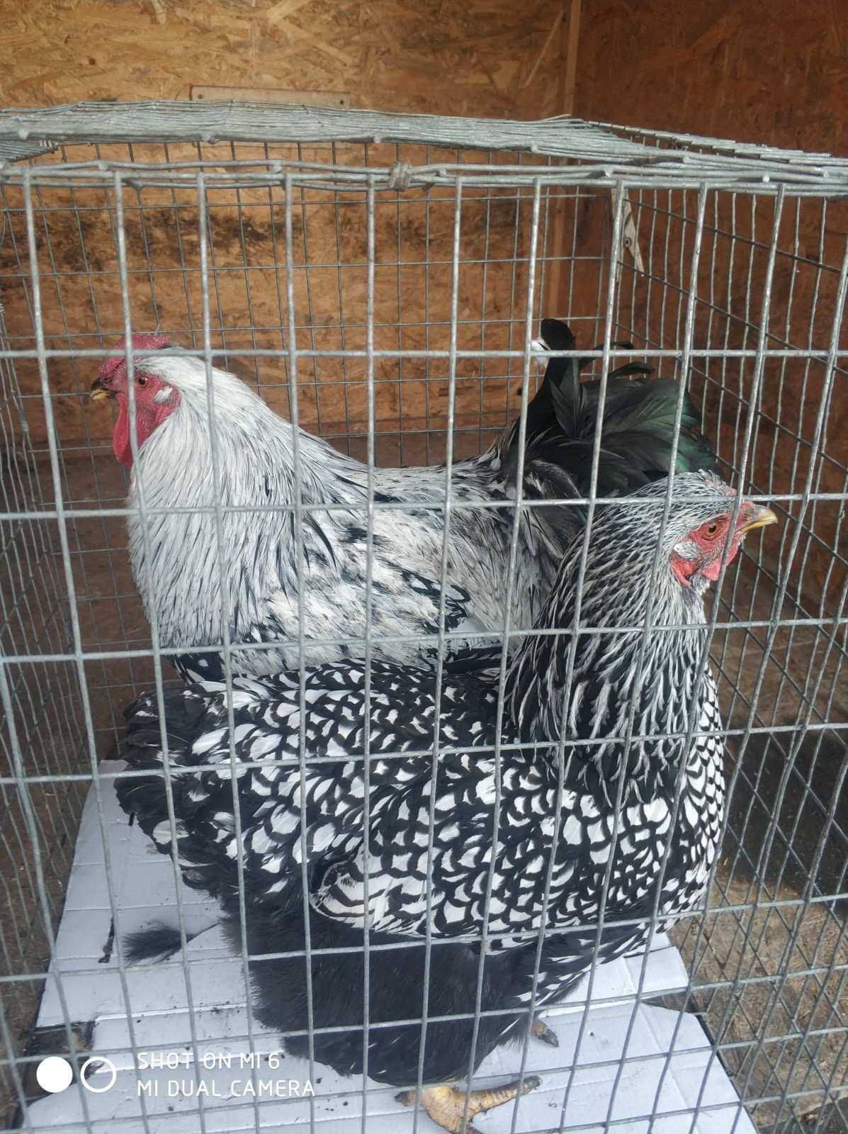 Кури віандот срібло: інкубаційні яйці, курчата.