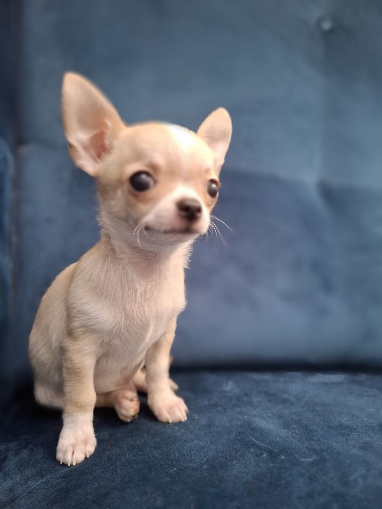 CHIHUAHUA piękny piesek