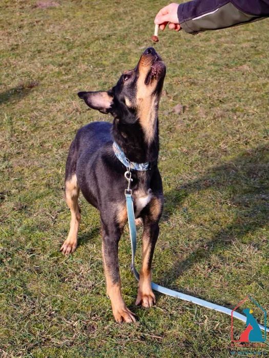 Delikatna, spokojna, spragniona miłości, uczuciowa sunia - adoptuj