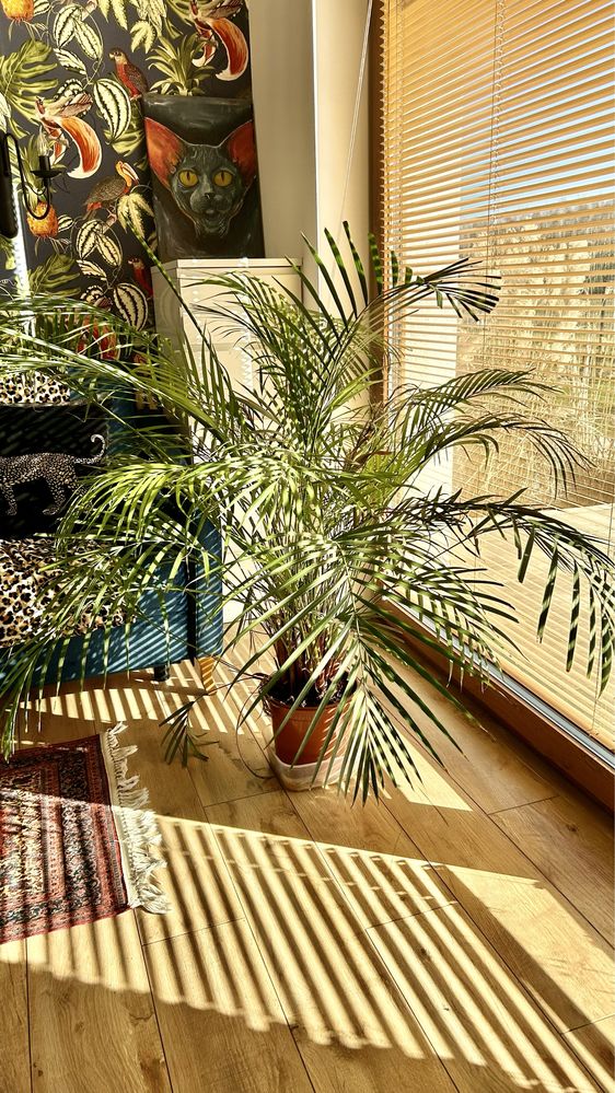 Duża palma domowa