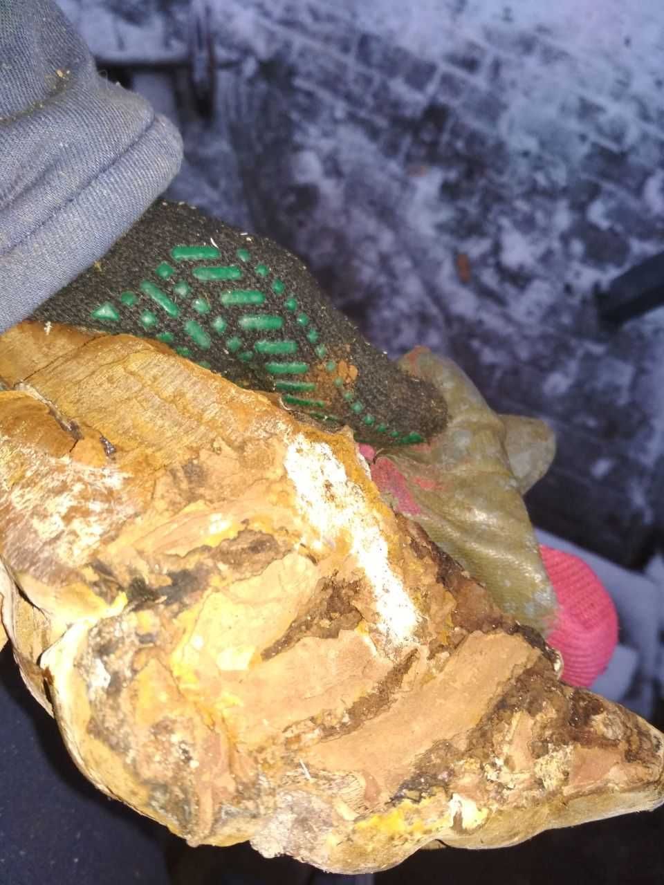 Продам Трутовик Березовый,Чага