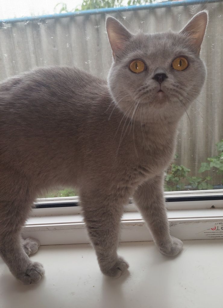 Кошечка Скоттиш страйт 2 года.