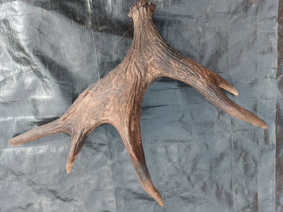 Sprzedam poroże łosia