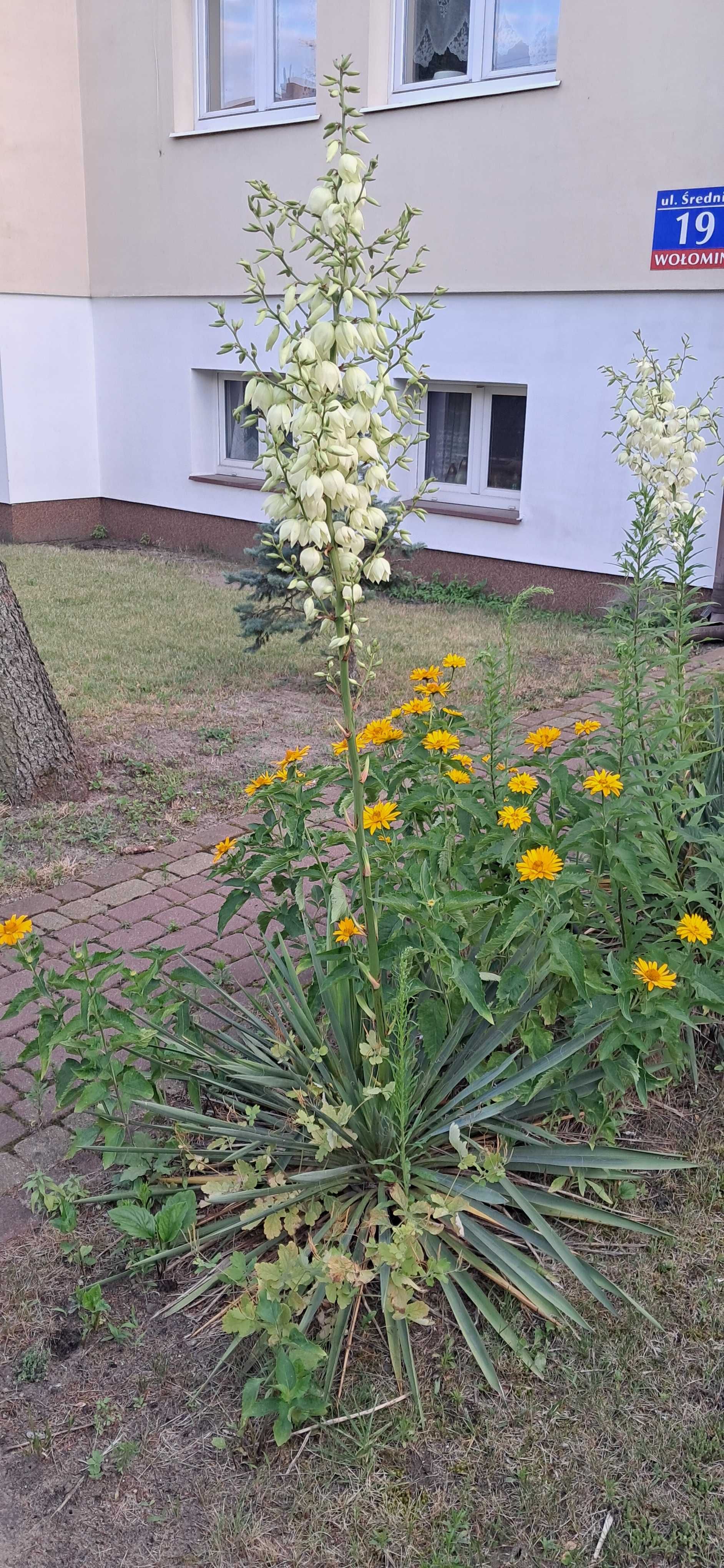 Jukka Juka Karolińska ogrodowa Yucca