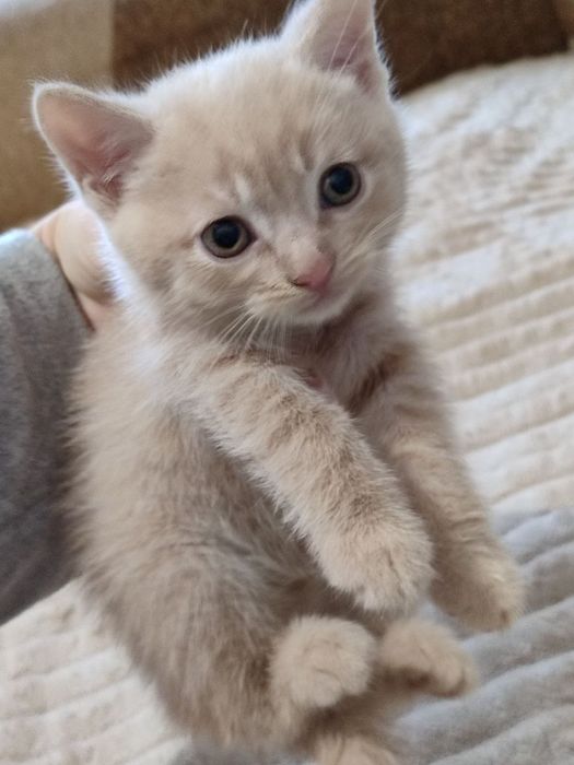 кошеняти безкоштовно!