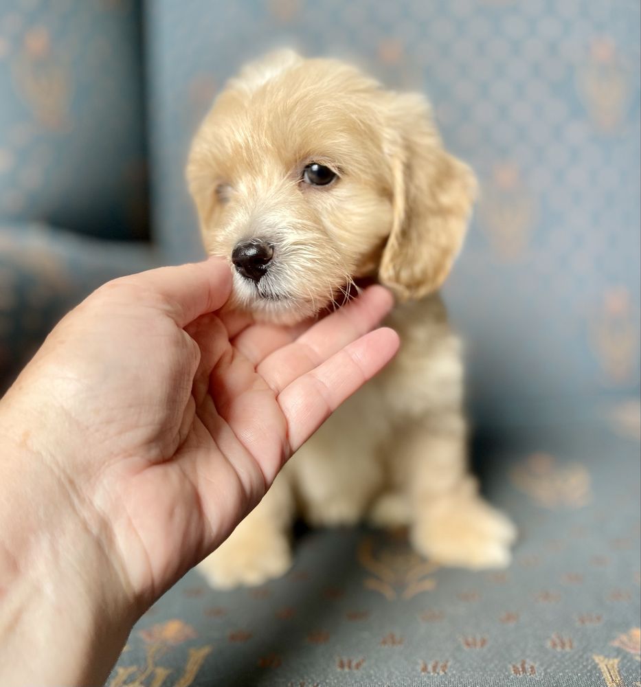 Maltipoo f1- dziewczynka
