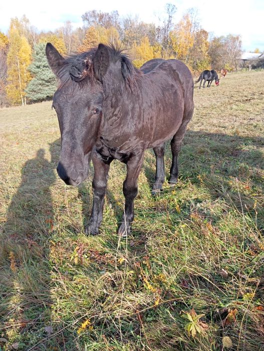 Sprzedam źrebince zimnokrwiste