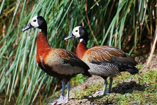 Casais de cisnes novos e adultos