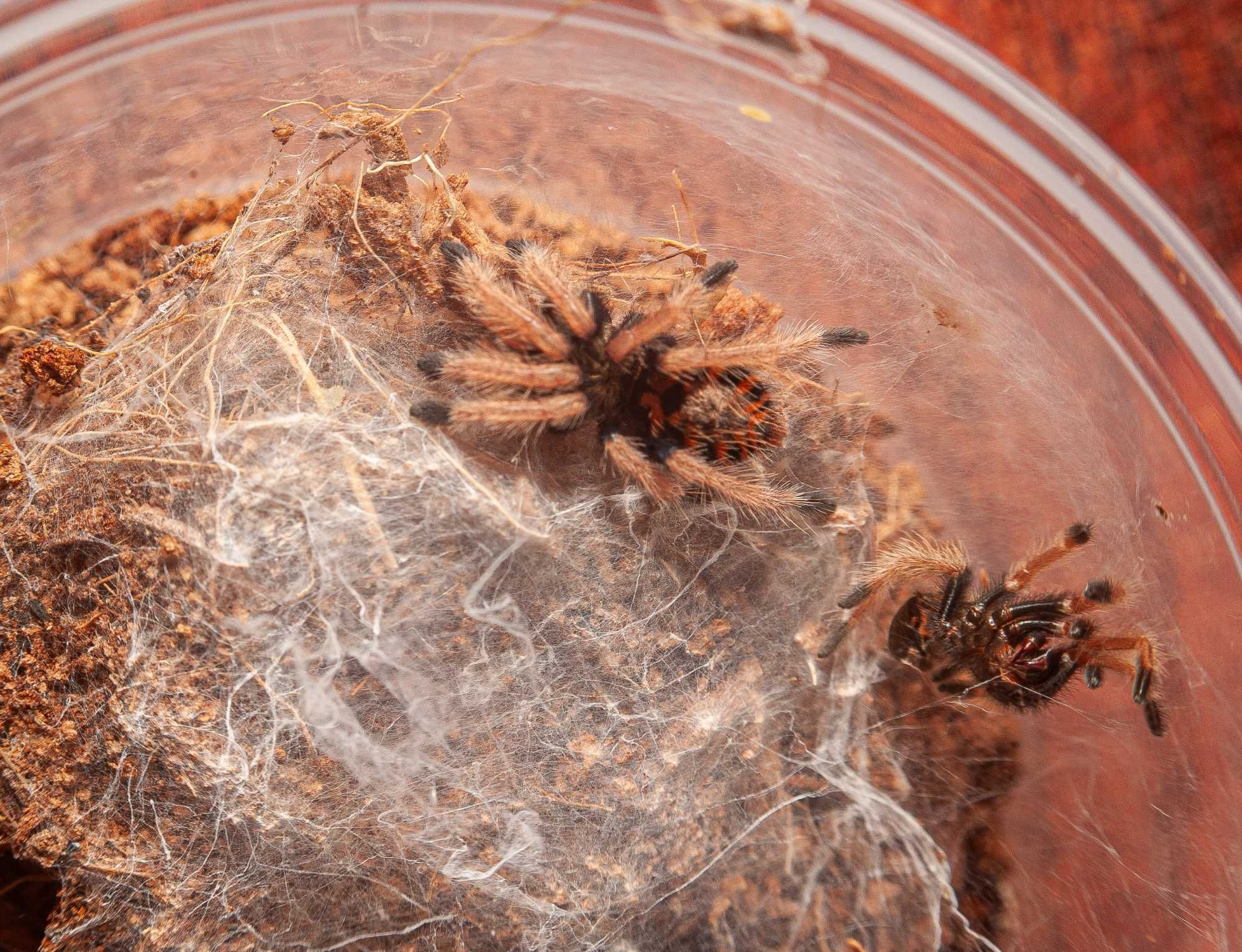 Chromatopelma cyaneopubescens maluchy L1, L2 oraz podrostki L5-L6