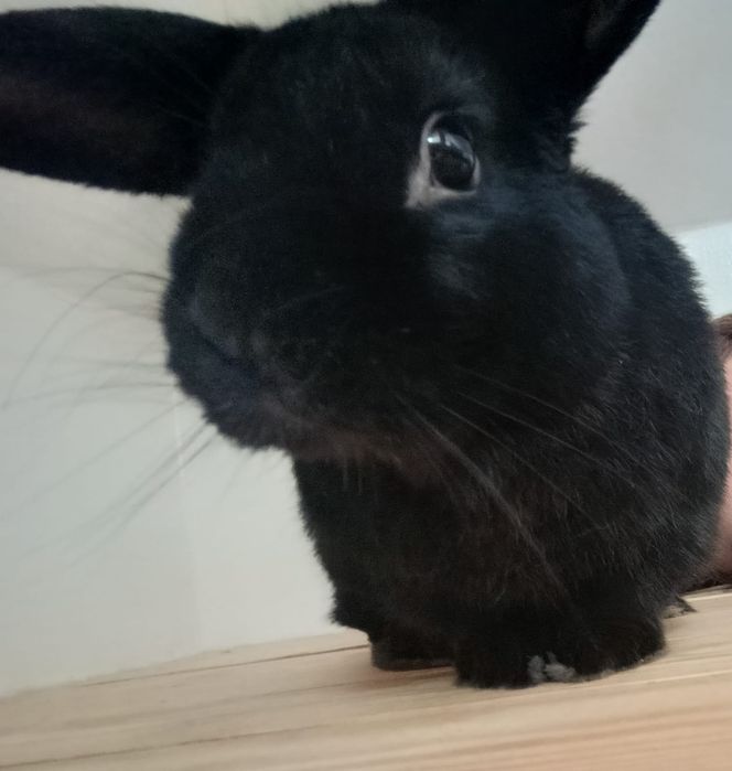 Śliczny królik (niecale 4 lata)