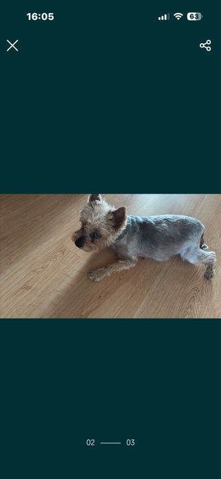 Suczka york szuka domu