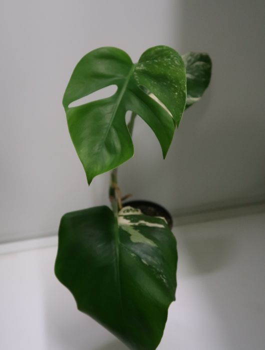 Монстера альба продажа Днепр