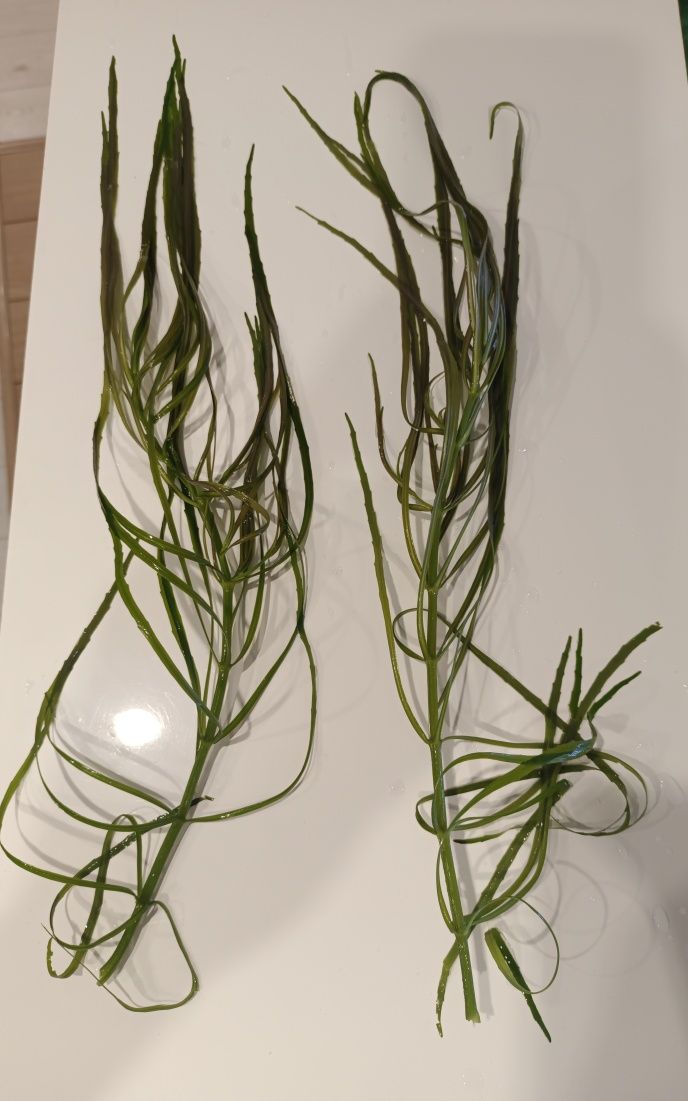 Roślina akwariowa Pogostemon octopus