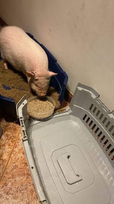 Dou Porca , muito mansa