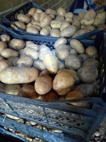 картопля Тріумф велика насіннєва
