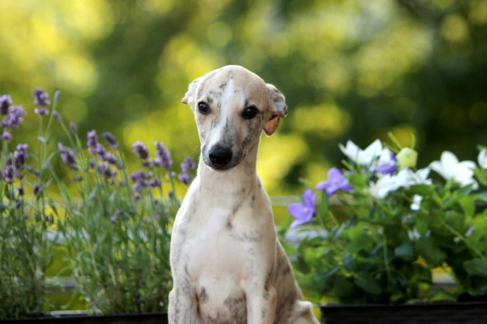 Whippet Chart angielski ZKwP/FCI śliczny piesek PORVENIR "Venio"