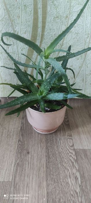 Алое Вера і алое в одному горщику