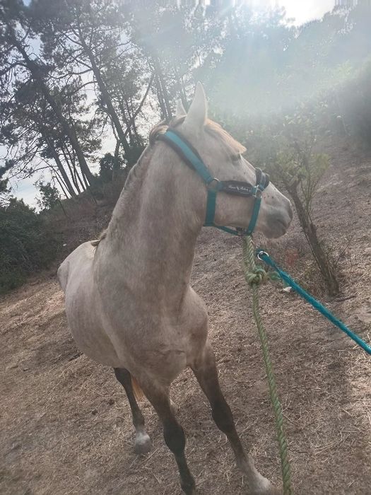 Vendo poldro 3 anos pai psl