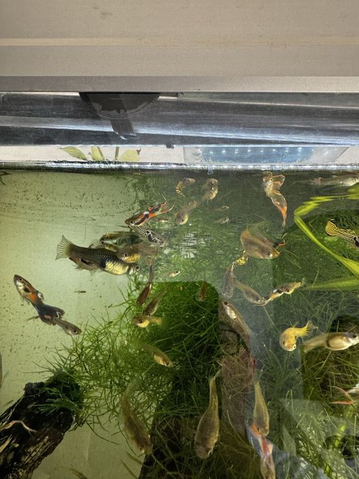 Crias guppy minimo 25
