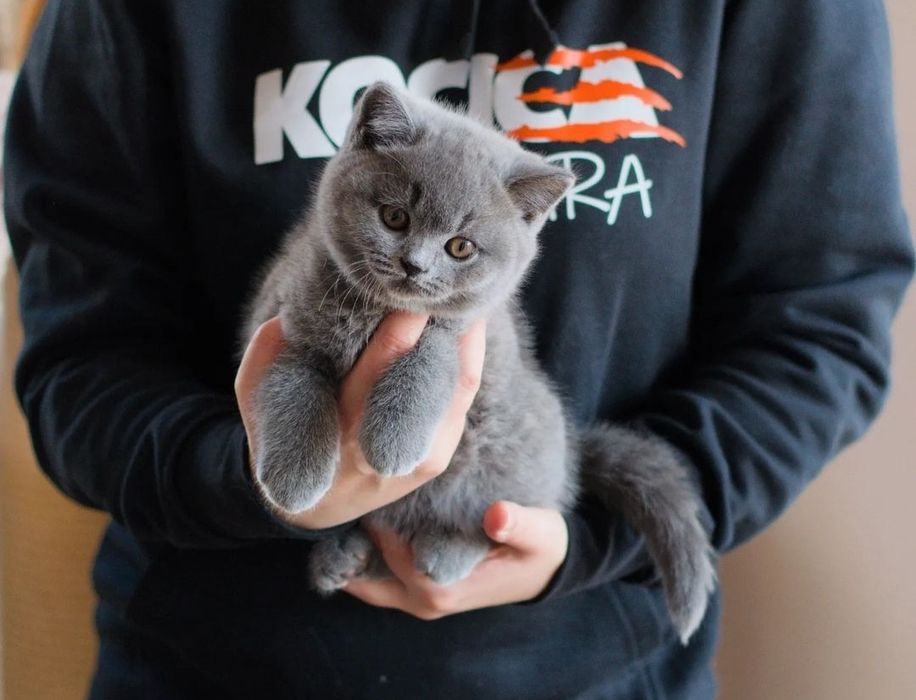 Маленький комочек счастья ждёт вас