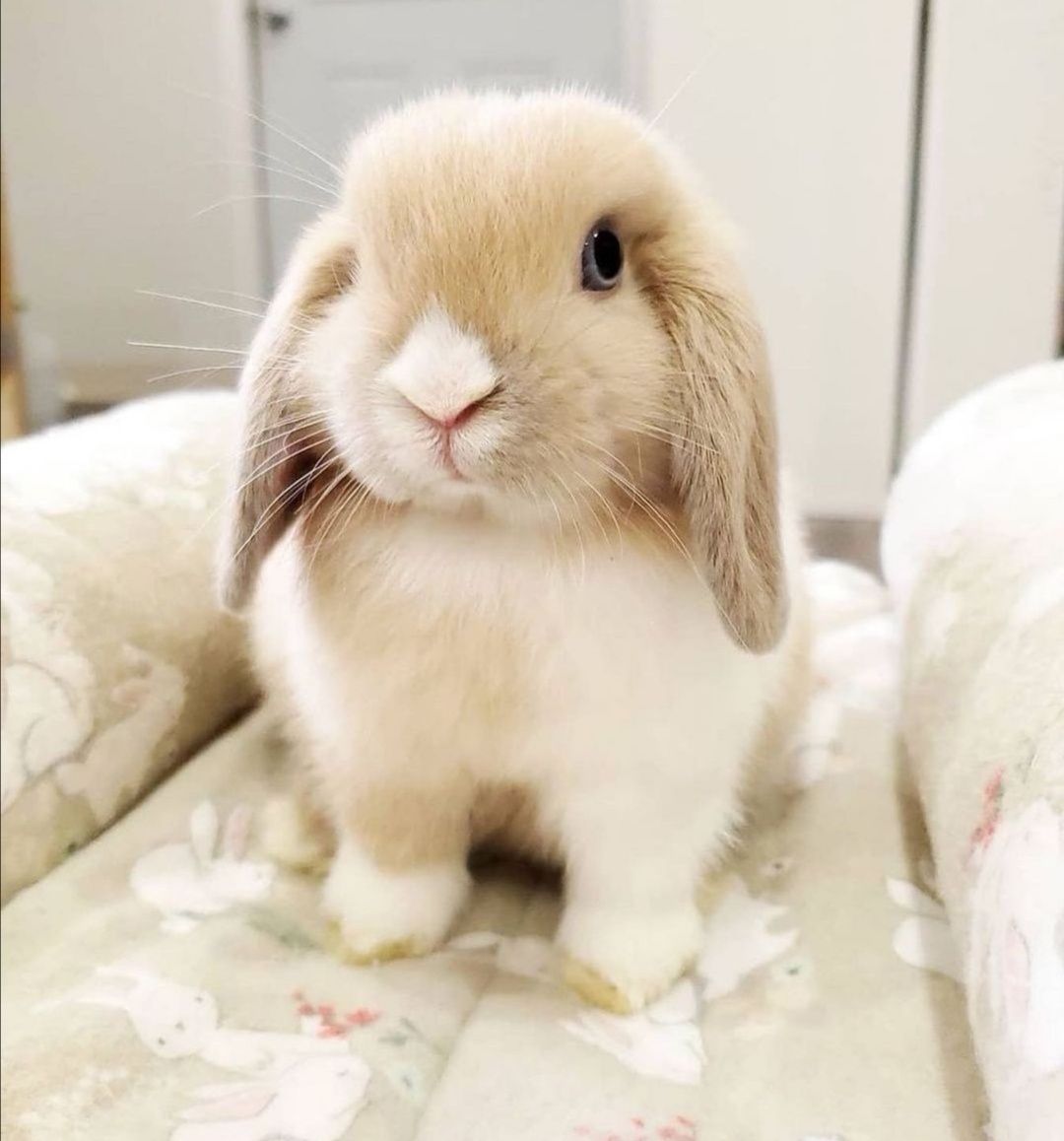 KIT Coelhos anões mini lop(orelhudos) muito inteligentes e dóceis