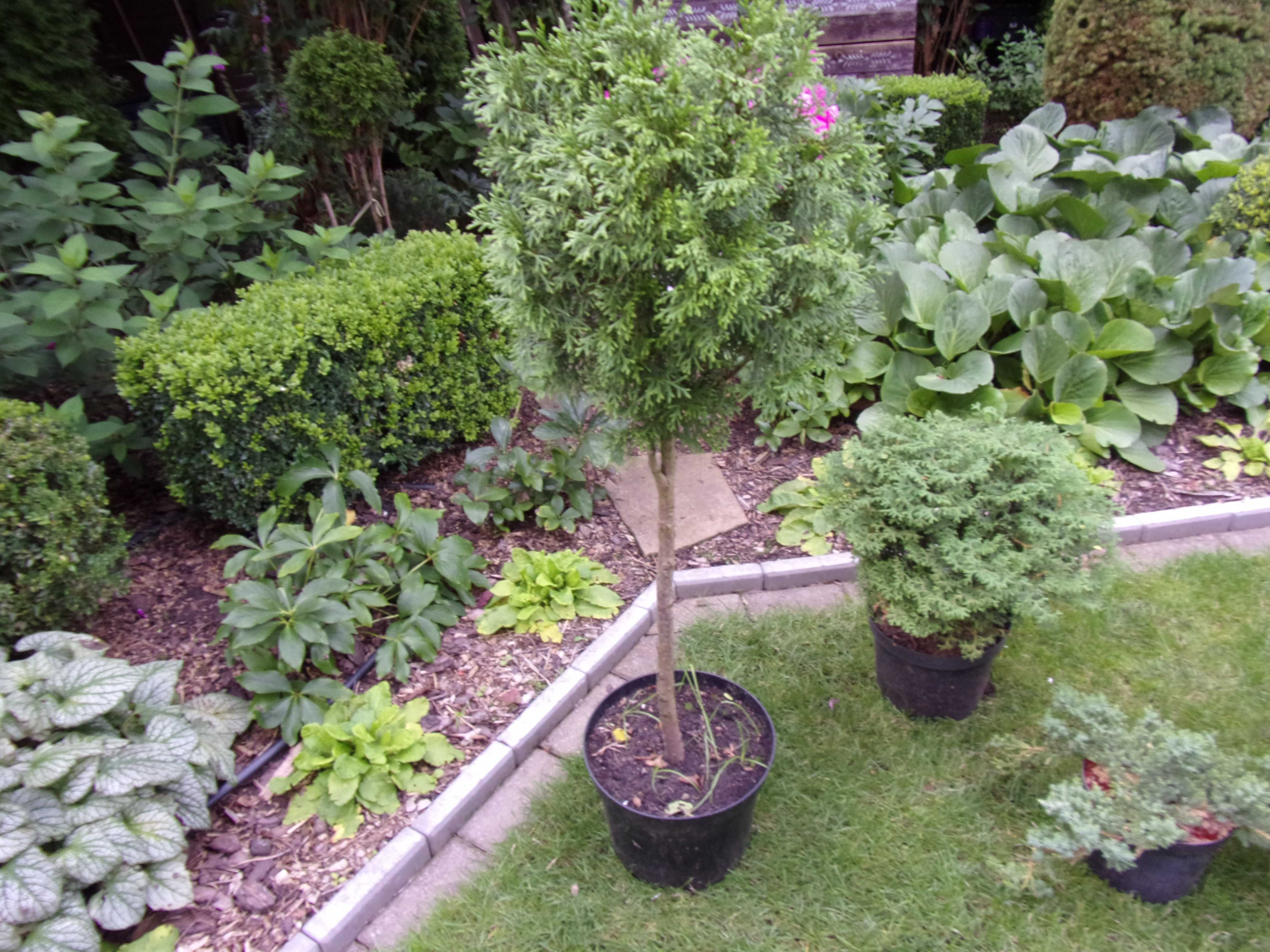 tuja na nodze na pniu kula wys 94cm gratis odbiór w Olsztynie