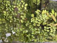 Salvinia Auriculata , salwinia pływająca roślina do akwarium