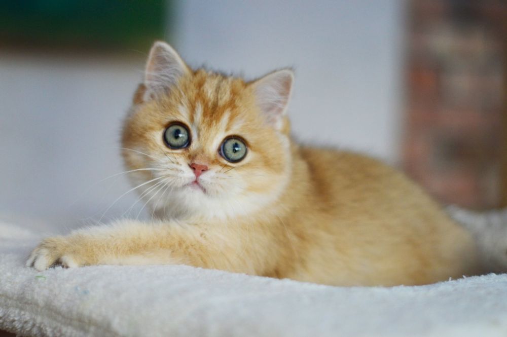 Kotka złota szynszylowa, rodowód FPL, możliwa opcja do hodowli