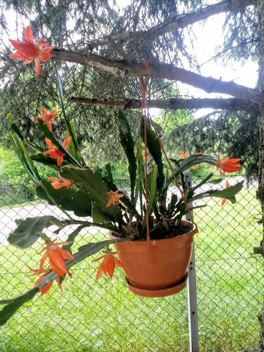 Epfilium, Epiphyllum z czerwonym, różowym i białym kwiatkiem.