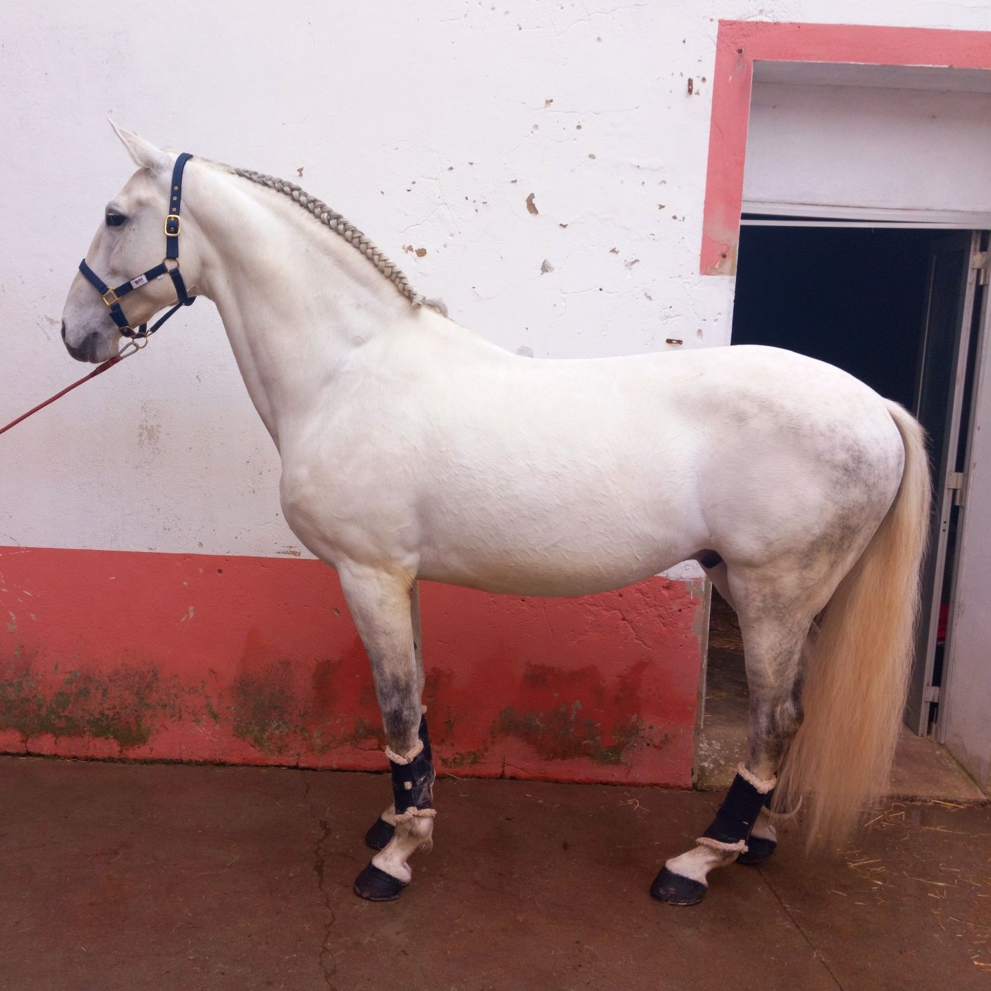 Lusitano 10 anos 1.66