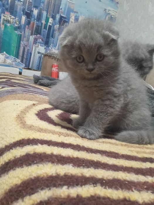 Чистокровні британські кошенята