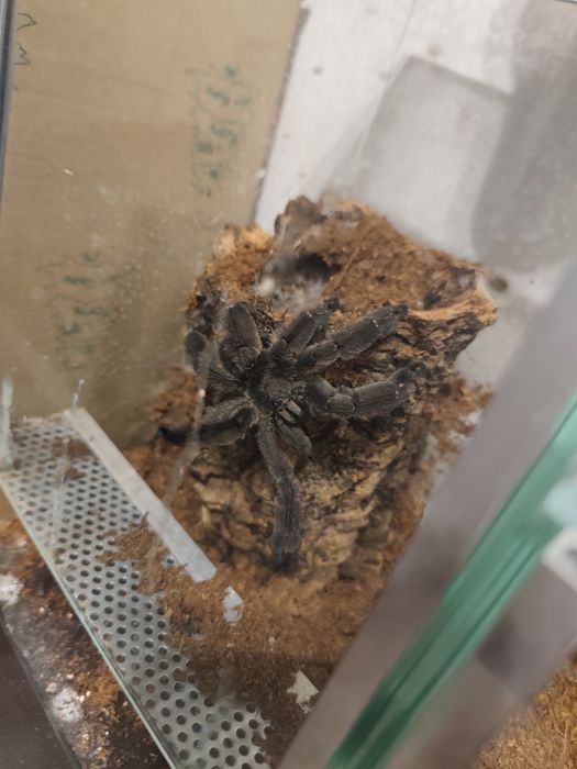 pająki Geniculata, Irminia, Parahybana