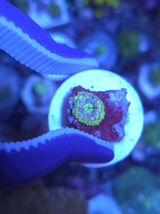 Discossomas corais de água salgada