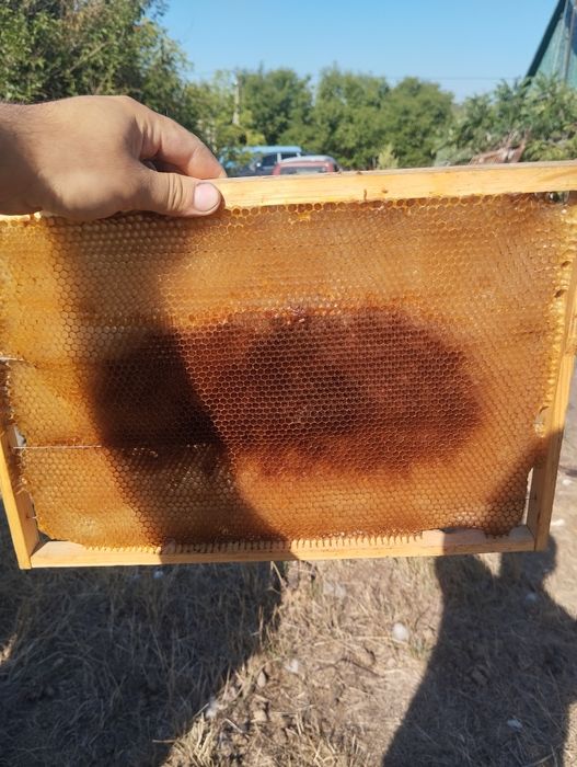 Продам суш дадан 300