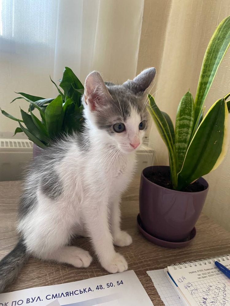 Кошеня шукає дім