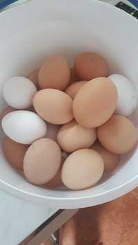 Продам свіженькі домашні курячі яйця.