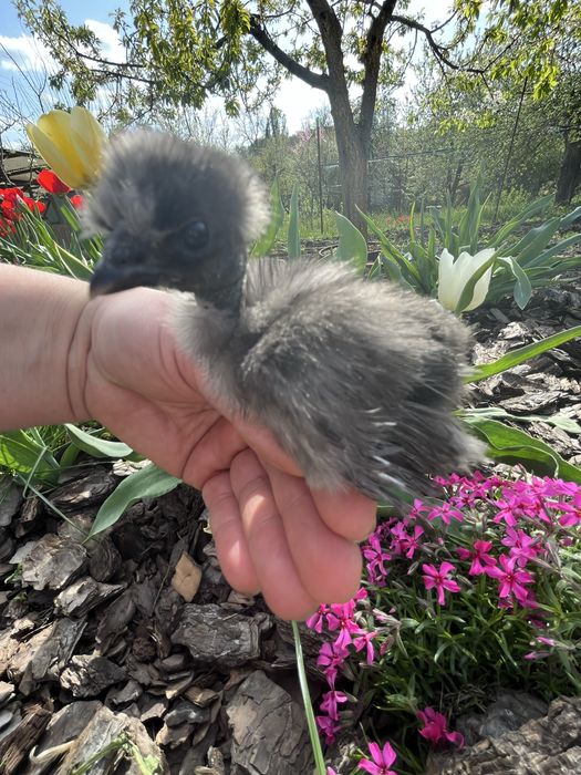 Китайські шовкові