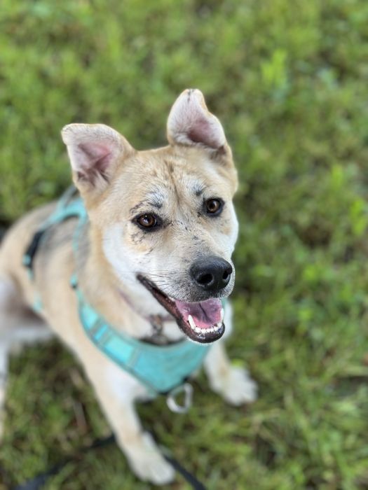 Собака зі Словʼянська врятована