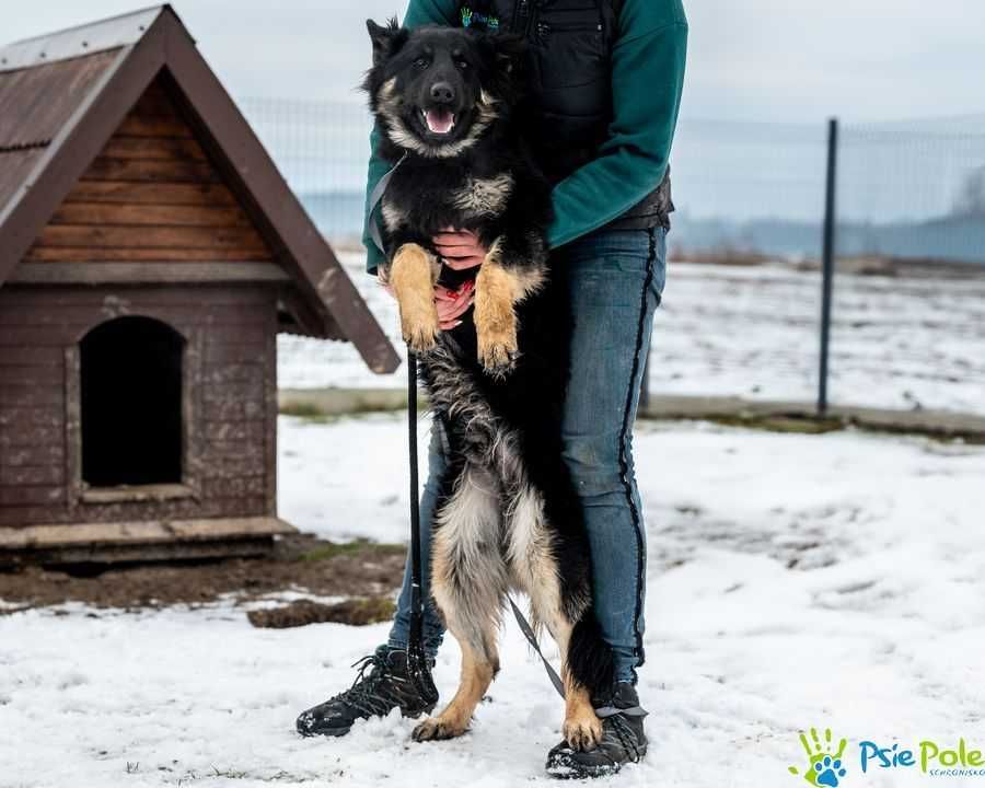 Bardzo miły, przyjazny psiak LIROY ogląda się za domkiem!