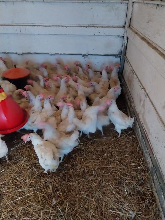 Kury nioski leghorny z jajkiem 30 tygodni