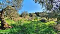 Terreno rústico  com olival para projeto agrícola